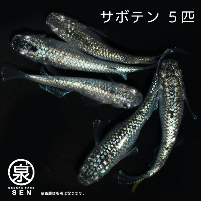 高級エサをプレゼント中 P3倍 メダカ サボテン 成魚 5匹 送料無料 卵 水槽 メダカ生体 めだか生体 めだか 生体 ラメ 販売 観賞魚 初心者  品種 種類 セット 人気 ビオトープ 水草 えさ 容器 ラメメダカ 当店だけの限定モデル