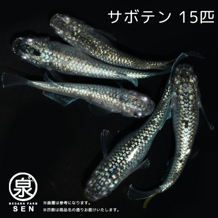 メダカ 生体 サファイア 容器 S 種類 成魚 送料無料 卵 飼育 水槽 人気 1ペア めだか メダカ生体 めだか生体 水草