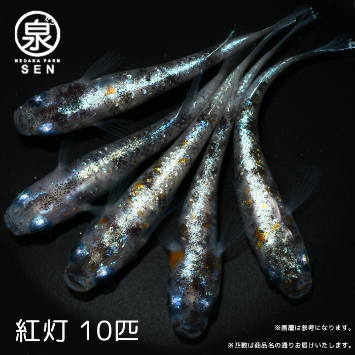 超歓迎された】 高級エサをプレゼント中 P5倍 メダカ 紅灯 成魚 10匹 送料無料 卵 水槽 メダカ生体 めだか生体 めだか 生体 ラメ 販売  観賞魚 初心者 品種 種類 セット 人気 ビオトープ 水草 えさ 容器 ラメメダカ fucoa.cl