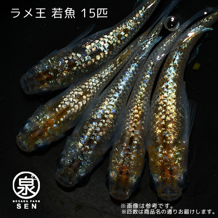 全品最安値に挑戦 高級エサをプレゼント中 P5倍 メダカ ラメ王 成魚15