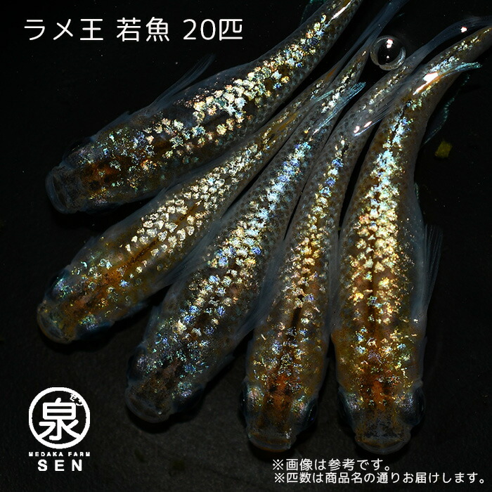 在庫限り】 高級エサをプレゼント中 P5倍 メダカ ラメ王 成魚20匹 送料無料 卵 水槽 メダカ生体 めだか生体 めだか 生体 ラメ 販売 観賞魚  初心者 品種 種類 セット 人気 ビオトープ 水草 えさ 容器 ラメメダカ fucoa.cl