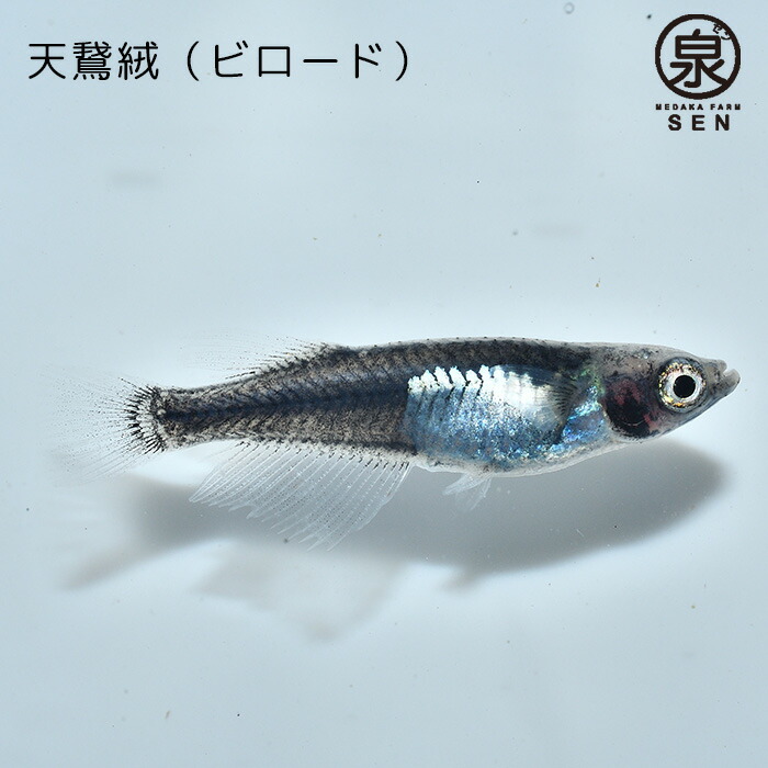 P5倍 メダカ 天鵞絨 成魚 容器 卵 10匹 生体 メダカ生体 品種 ビロード めだか生体 送料無料 セット ビオトープ えさ 初心者 種類 観賞魚  水草 ラメ めだか 販売 人気 ラメメダカ 水槽