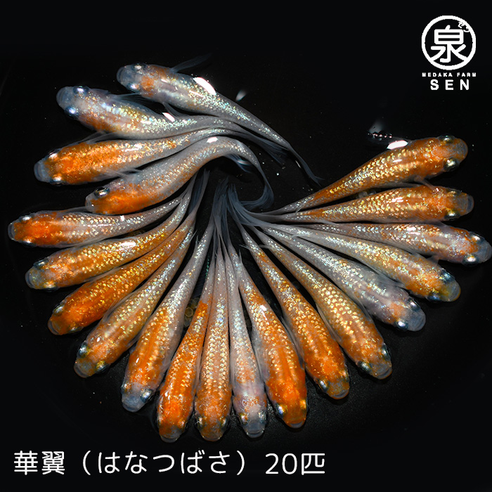 P5倍高級エサをプレゼント中 メダカ 華翼 はなつばさ 成魚 20匹 送料無料 卵 水槽 メダカ生体 めだか生体 めだか 生体 ラメ 販売 観賞魚  初心者 品種 種類 セット 人気 ビオトープ 水草 えさ 容器 ラメメダカ 激安挑戦中