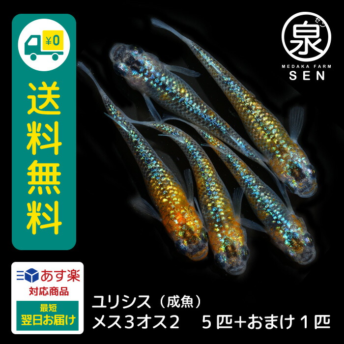 P5倍 メダカ ユリシス 成魚 メス３オス２ ５匹 送料無料 卵 水槽 メダカ生体 めだか生体 めだか 生体 ラメ 販売 観賞魚 初心者 品種 種類 セット 人気 ビオトープ 水草 えさ 容器 ラメメダカ 古典