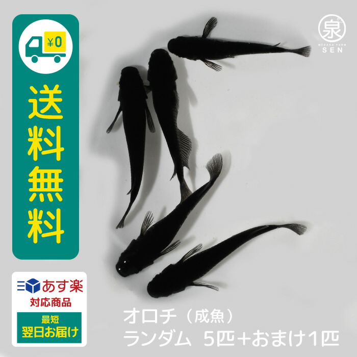 贅沢 P2倍 メダカ オロチ 成魚 ランダム 5匹 送料無料 オロチめだか 卵 水槽 メダカ生体 めだか生体 めだか 生体 ラメ 販売 観賞魚 初心者  品種 種類 セット 人気 ビオトープ 水草 えさ 容器 ラメメダカ modultech.pl