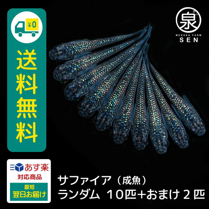 楽天市場】【おまけ6匹付】 楽天P2倍 ラメ若魚めだかランダム３０匹セット 送料無料 卵 水槽 メダカ生体 めだか生体 ミックスメダカ メダカミックス めだか  メダカ 生体 ラメ 販売 観賞魚 初心者 品種 種類 セット 人気 ビオトープ 水草 えさ 容器 ラメメダカ : メダカ ...