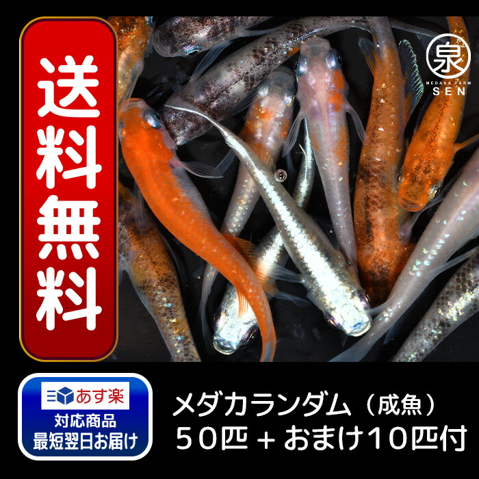 激安正規品 P2倍 めだかランダム５０匹セット 送料無料 卵 水槽 メダカ生体 めだか生体 ミックスメダカ メダカミックス めだか メダカ 生体 ラメ  販売 観賞魚 初心者 品種 種類 セット 人気 ビオトープ 水草 えさ 容器 ラメメダカ modultech.pl