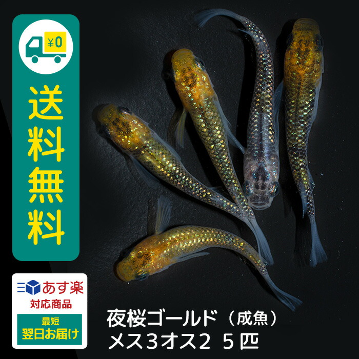 猫飯 親使用 黄桜メダカ 雄２匹雌３匹 イ1８ 現物 めだか(めだか)｜売買されたオークション情報、yahooの商品情報をアーカイブ公開 -  オークファン 魚類、水生生物