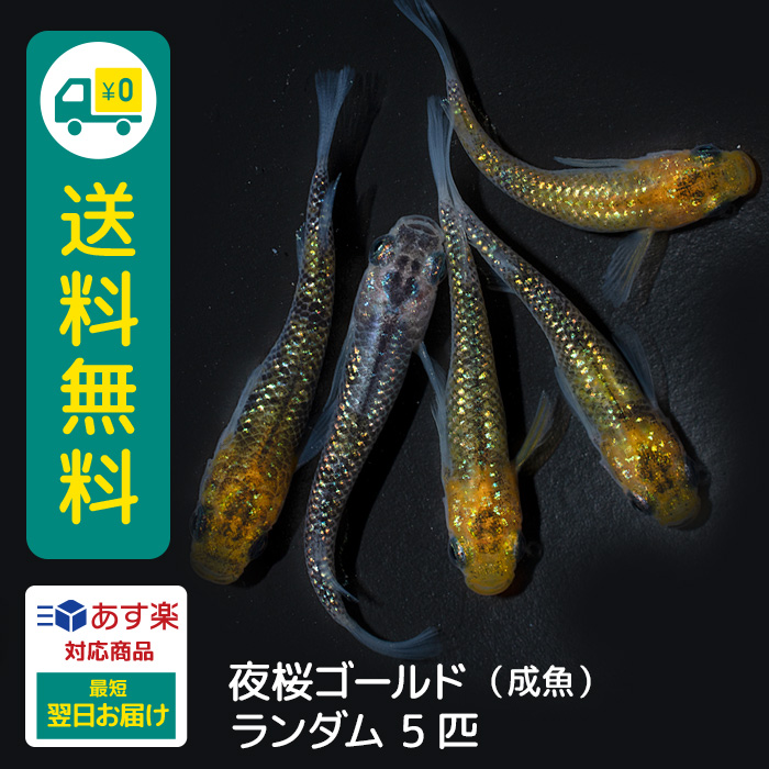 楽天市場】夜桜ゴールド 若魚 メス3オス2 5匹 +おまけ補償1匹 送料無料 卵 水槽 メダカ生体 めだか生体 めだか メダカ 生体 ラメ 販売 観賞魚  販売生体 品種 種類 セット 人気 水草 メダカ卵 容器 : メダカファーム泉