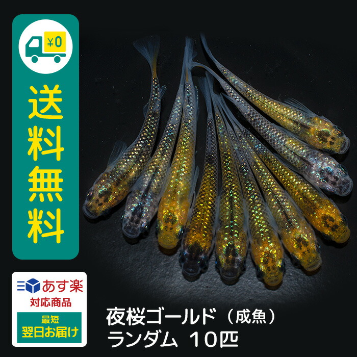 楽天市場】ユリシス 若魚 10匹 +おまけ補償2匹 送料無料 めだか メダカ 生体 ラメ 販売 観賞魚 販売生体 品種 種類 セット 人気 水草 :  メダカファーム泉