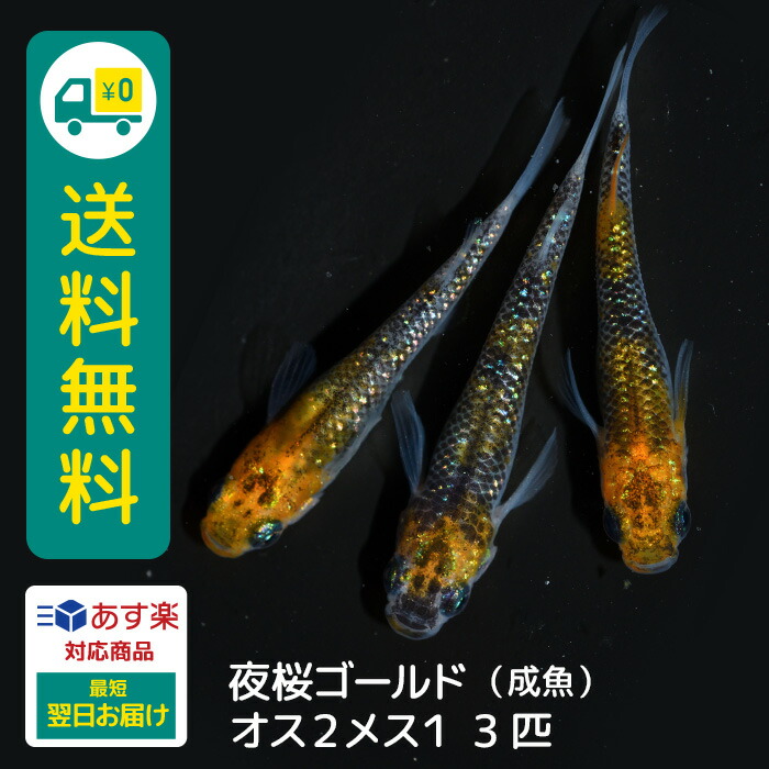 【楽天市場】夜桜ゴールド 若魚 メス2オス1 3匹 送料無料 卵 水槽 メダカ生体 めだか生体 めだか メダカ 生体 ラメ 販売 観賞魚 販売生体  品種 種類 セット 人気 水草 メダカ卵 容器 : メダカファーム泉