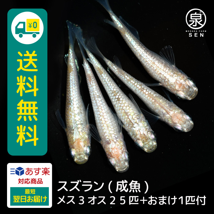 楽天市場】楽天P2倍【おまけ2匹付】メダカ 鈴蘭（すずらん） 稚魚 5匹