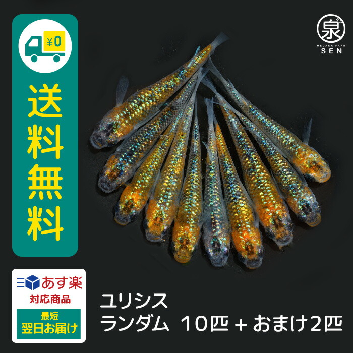 楽天市場】ユリシス 若魚 メス5オス5 10匹 +おまけ補償2匹 送料無料 卵 水槽 めだか メダカ 生体 ラメ 販売 観賞魚 販売生体 品種 種類  セット 人気 ビオトープ : メダカファーム泉