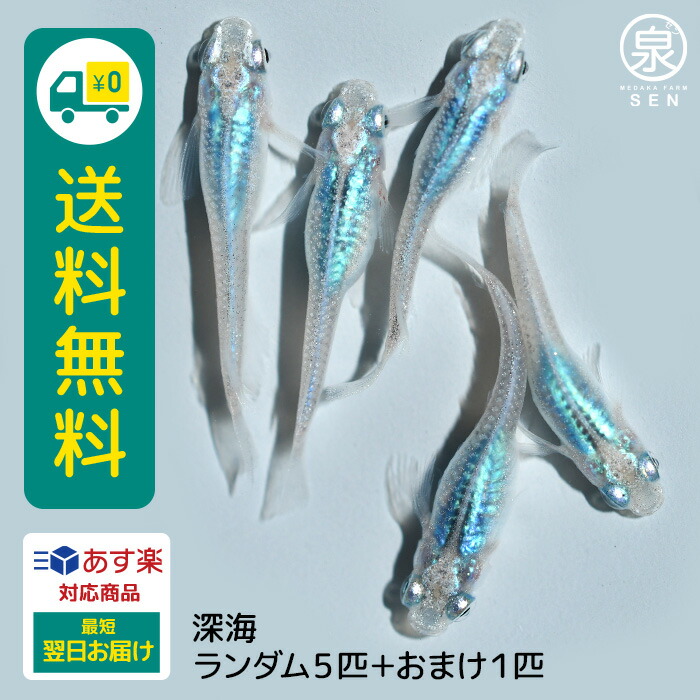 【楽天市場】深海 若魚 メス3オス2 5匹 +おまけ補償1匹 送料無料 卵 水槽 メダカ生体 めだか生体 めだか メダカ 生体 ラメ 販売 観賞魚  販売生体 品種 種類 セット 人気 水草 メダカ卵 容器 : メダカファーム泉