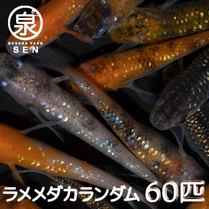 P3倍 ラメ若魚めだかランダム６０匹セット 送料無料 卵 水槽 メダカ生体 めだか生体 ミックスメダカ メダカミックス めだか メダカ 生体 ラメ 販売 観賞魚 初心者 品種 種類 セット 人気 ビオトープ 水草 えさ 容器 ラメメダカ 正規逆輸入品