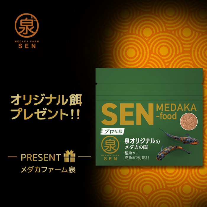 (((現物販売))))【白ぶちラメ体外光成魚2ペアイ-11】【送料無料】大人めだかメダカかっこいいかわいい初心者厳選人気メダカファーム泉オリジナルオリジナル生体自社生産富士山自然品種改良改良品種改良メダカ