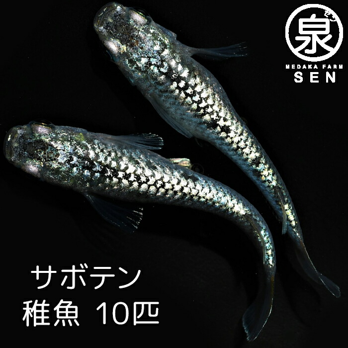 となってお 高級エサをプレゼント中 P2倍 メダカ 深海 稚魚 15匹 送料無料 卵 水槽 メダカ生体 めだか生体 めだか メダカ 生体 ラメ 販売  観賞魚 初心者 品種 種類 セット 人気 ビオトープ 水草 えさ 容器 おまけを - shineray.com.br