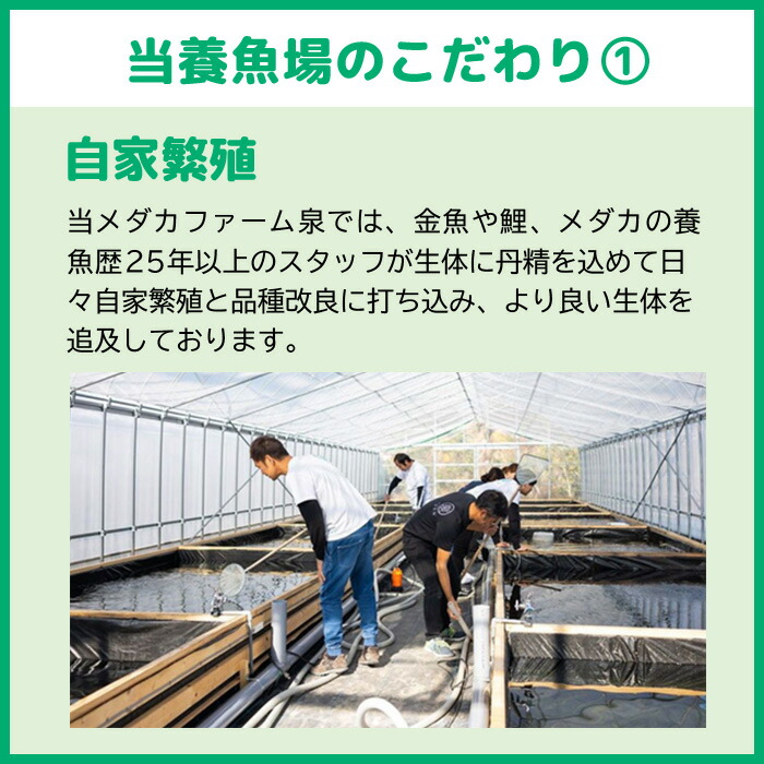 養魚場