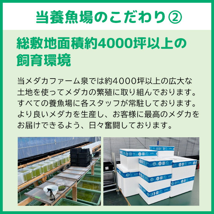 買物 高級エサをプレゼント中 P5倍 メダカ 紅灯 成魚 15匹 送料無料 卵 水槽 メダカ生体 めだか生体 めだか 生体 ラメ 販売 観賞魚 初心者  品種 種類 セット 人気 ビオトープ 水草 えさ 容器 ラメメダカ fucoa.cl