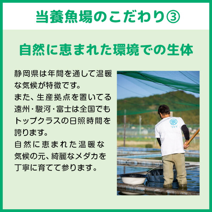 お買い物マラソンP10倍!【白ブチラメ体外光成魚15匹】【送料無料】メダカファーム泉メダカ生体めだか生体めだかメダカ生体ラメ販売メダカ女子初心者品種種類セット自然品種改良改良品種改良メダカ人気ビオトープ水草えさ容器ラメメダカ