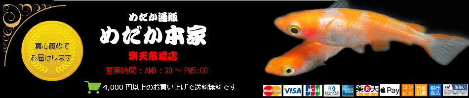 楽天市場 めだかの育て方 卵に白いカビが生える時 めだか本家 メダカ販売 楽天市場 めだかの育て方 卵に白いカビが生える時 めだか本家 メダカ販売