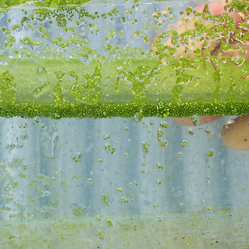 楽天市場 水草 ミジンコ浮草 30ｇ ミジンコ藻 水草 浮草 鉢 メダカ めだか屋 紀の川