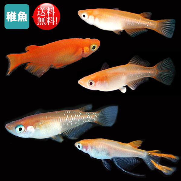 楽天市場 メダカ 楊貴妃めだか色々ミックス 未選別 稚魚 Ss Sサイズ 匹セット 楊貴妃 赤 ミックス メダカ 淡水魚 めだか屋 紀の川