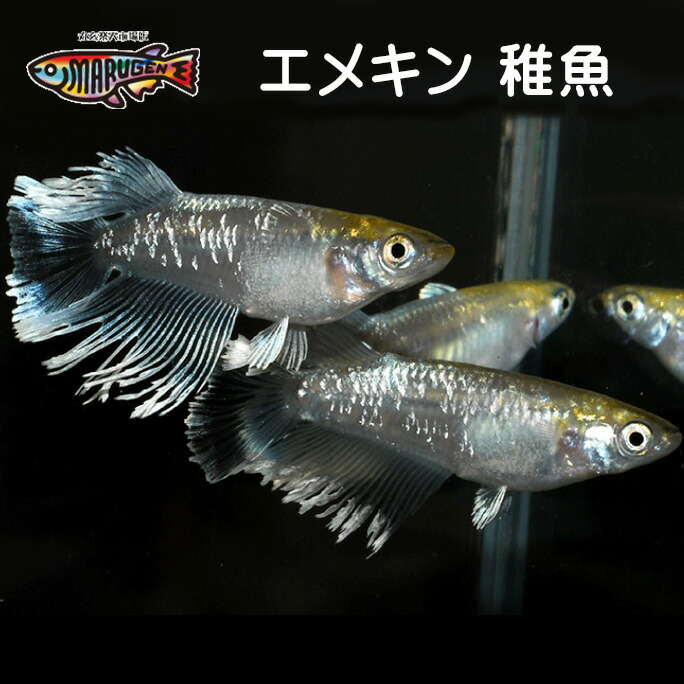 楽天市場】【送料無料】養魚場直送！ 三色ラメ 稚魚10匹～20匹 medaka めだか メダカ 幹之 アクアリウム ビオトープ ユリシス 雲州 紅帝  メダカミックス レッドクリフ 竜章鳳姿 丸玄 : 丸玄楽天市場店