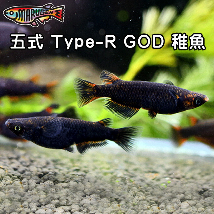 ≪餌のおまけ付き添い人≫ 貨物輸送無料 好いたらしい な メダカ 五式 Type-R GOD 稚魚 SS～S大きさ 10～20匹 +α 組みかえる めだか 毛の荒物 【労働者階級の育みそだてる書き出し！楽になることの死着引きうける！養魚場直送】 めだか専門職店丸玄