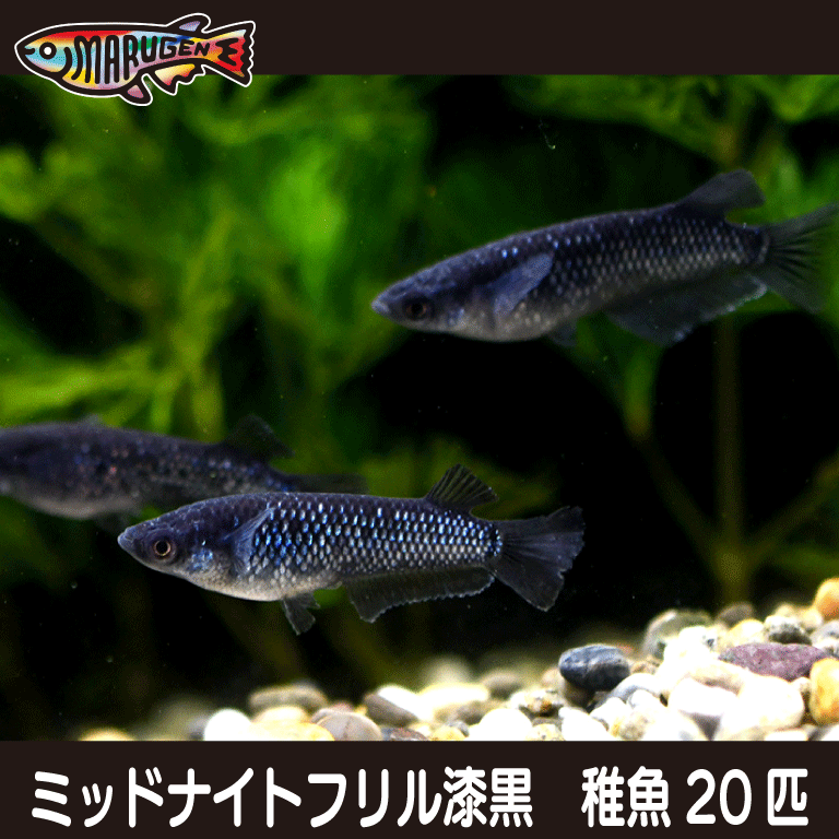 【楽天市場】【送料無料】養魚場直送！ ミッドナイトフリル漆黒 稚魚10匹 medaka めだか メダカ 幹之 アクアリウム ビオトープ ユリシス 雲州  紅帝 メダカミックス レッドクリフ 竜章鳳姿 丸玄 : 丸玄楽天市場店