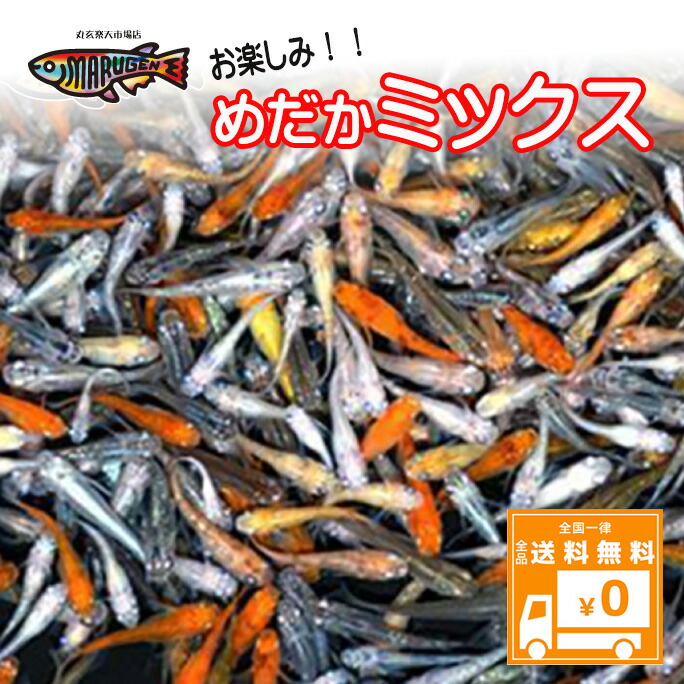 楽天市場】【送料無料】養魚場直送！ 小野紅帝 稚魚10匹～20匹 medaka めだか メダカ 幹之 アクアリウム ビオトープ ユリシス 雲州 紅帝  メダカミックス レッドクリフ 竜章鳳姿 丸玄 : 丸玄楽天市場店