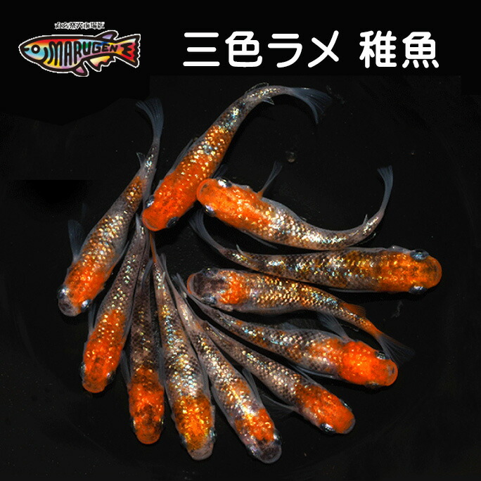 楽天市場】【送料無料】養魚場直送！ 雲州三色 稚魚10匹～20匹 medaka めだか メダカ 幹之 アクアリウム ビオトープ ユリシス 紅帝 メダカミックス  レッドクリフ 竜章鳳姿 丸玄 : 丸玄楽天市場店