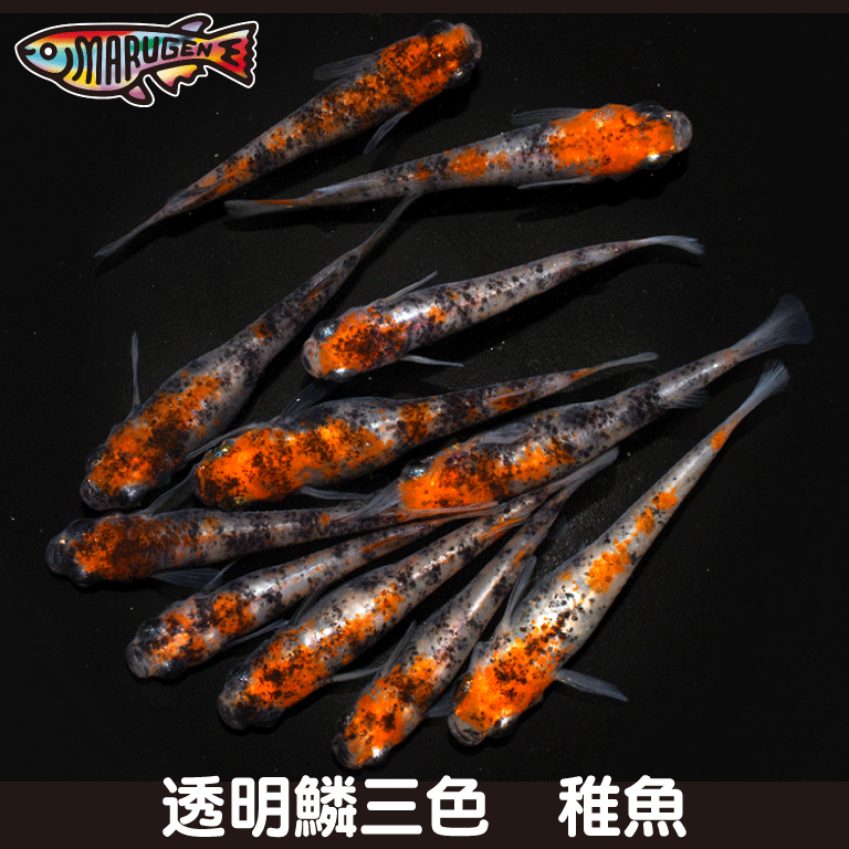 ☆三色ラメ 乾之 厳選稚魚 15匹＋α 新系統 ⁄ 三色