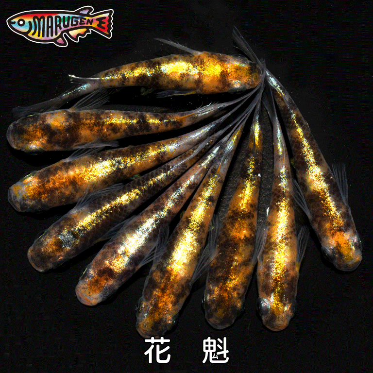 ≪餌のおまけ付き添い人≫ 貨物輸送無料 好いたらしい な メダカ かごの鳥 稚魚 SS～S大きさ 10～20匹 +α 組みかえる めだか 毛の荒物 【労働者階級の育みそだてる書き出し！楽になることの死着引きうける！養魚場直送】 めだか専門職店丸玄