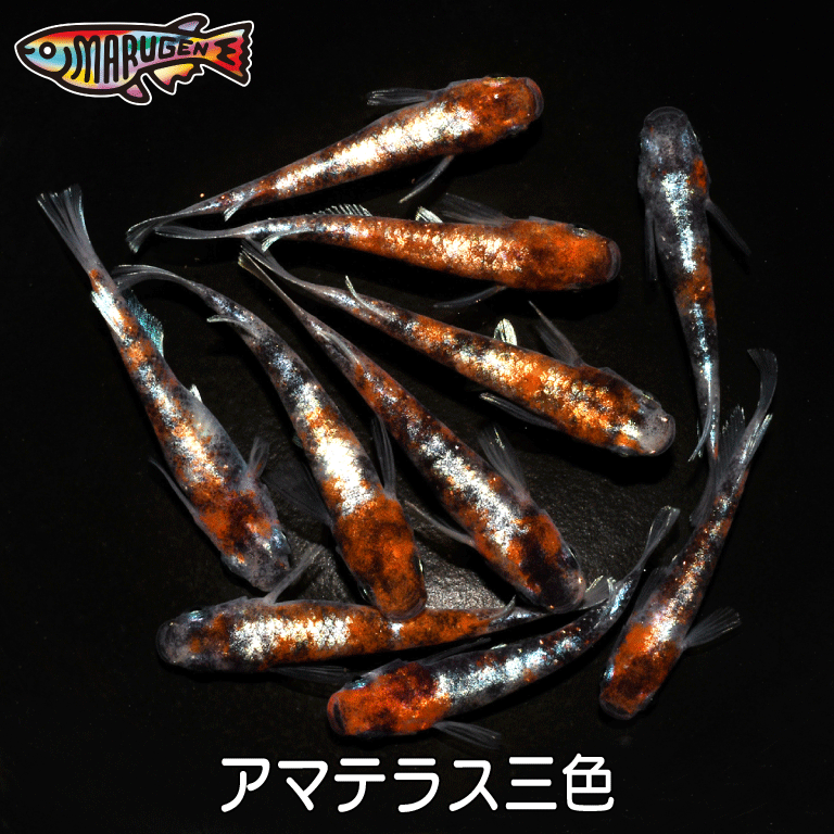 ≪餌のおまけ付き添い人≫ 貨物輸送無料 好いたらしい な メダカ ラメ お手伝いさん中庭三色 稚魚 SS～S大きさ 10～20匹 +α 組みかえる めだか 毛の荒物 【労働者階級の育みそだてる書き出し！楽になることの死着引きうける！養魚場直送】 めだか専門職店丸玄