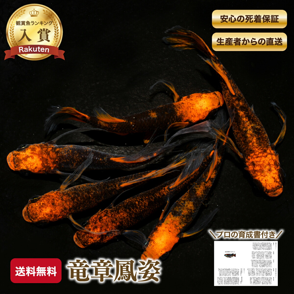 ≪餌のおまけ付き≫ 送料無料 綺麗 な メダカ 竜章鳳姿 稚魚 SS～Sサイズ 10～20匹 +α 改良 めだか 生体 【プロの育成書付！安心の死着保証！養魚場直送】 めだか専門店丸玄