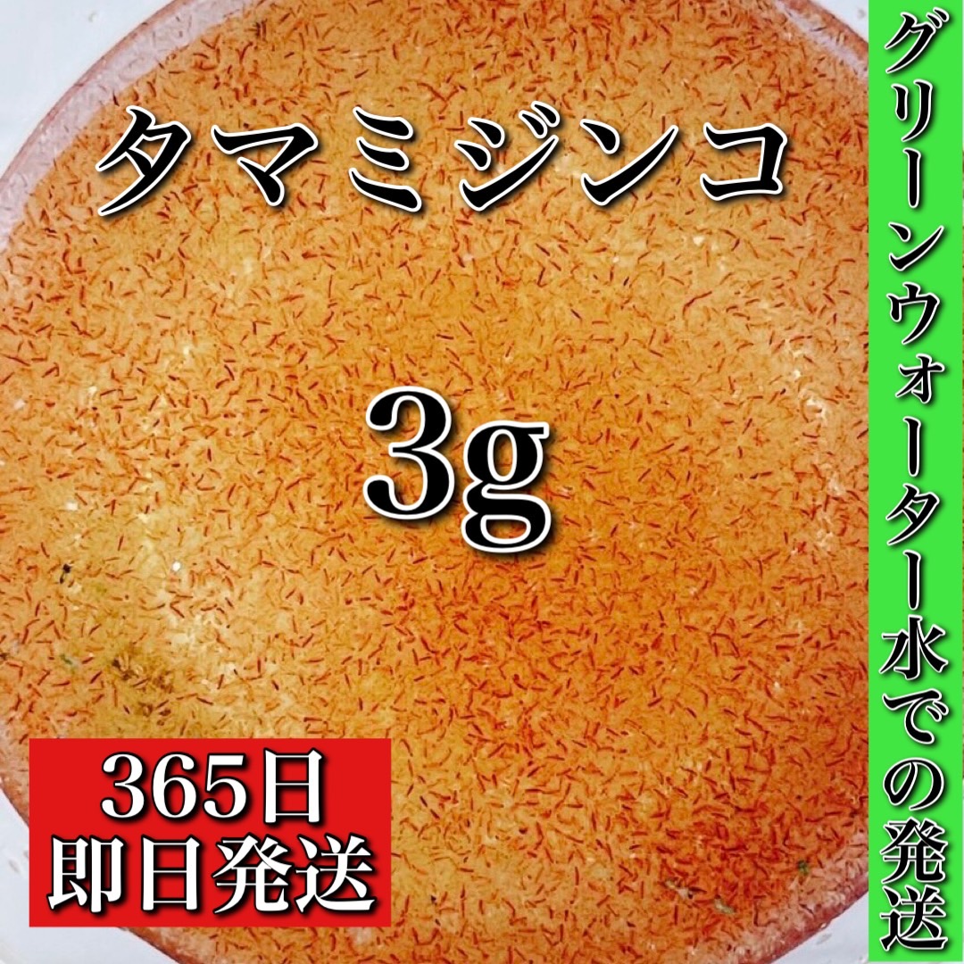 Seasonal Wrap入荷 ミジンコ タマミジンコ 3g グリーンウォーター水に入れての安心発送 めだかの餌に みじんこ ゾウリムシ めだか メダカ Psb 生クロレラ 金魚 熱帯魚 Seasonal Wrap入荷 ミジンコ タマミジンコ 3g グリーンウォーター水に入れての安心発送 めだかの餌に みじんこ ゾウリムシ めだか メダカ Psb 生クロレラ 金魚 熱帯魚