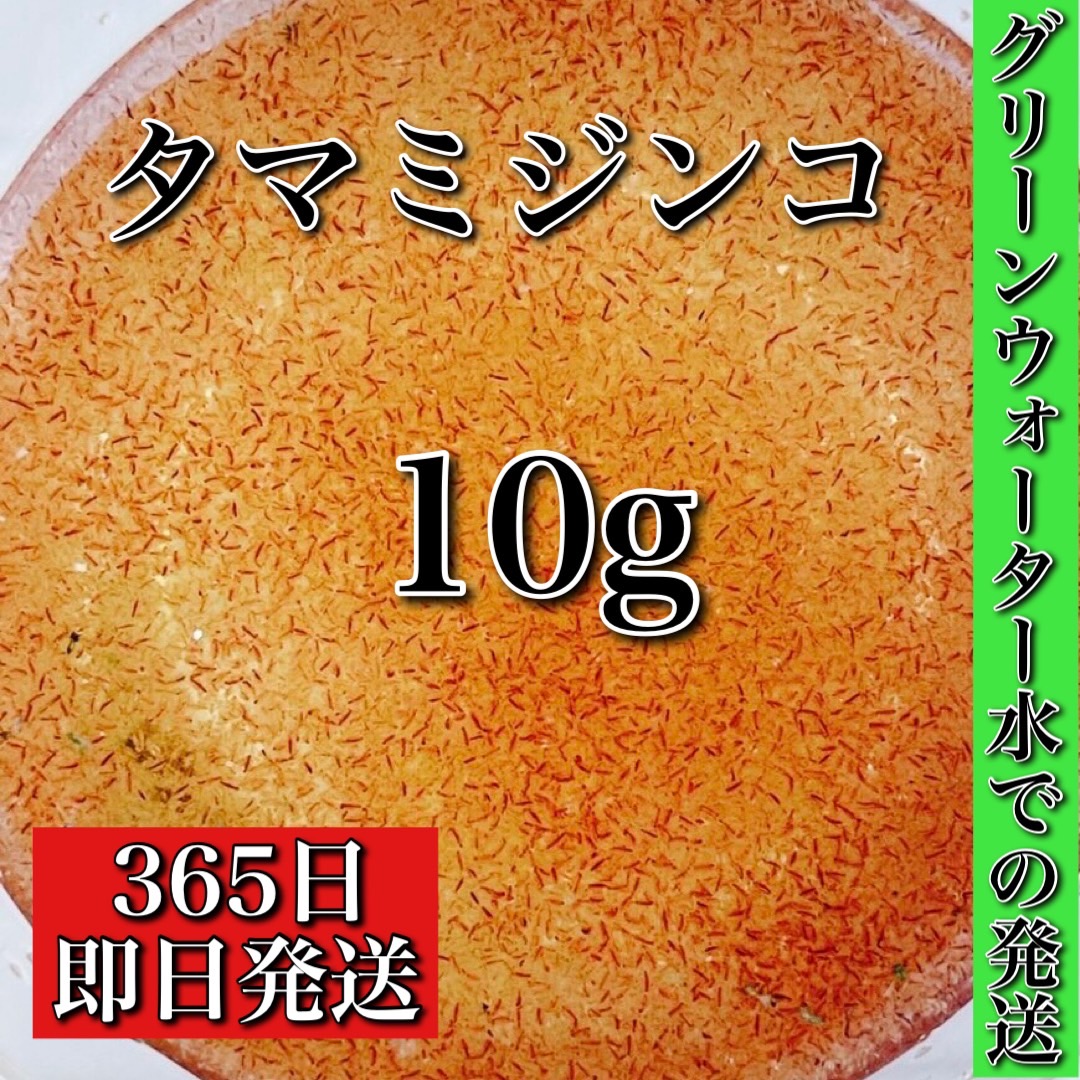 58 Off ミジンコ タマミジンコ 10g グリーンウォーター水に入れての安心発送 めだかの餌に みじんこ ゾウリムシ めだか メダカ Psb 生クロレラ 金魚 熱帯魚