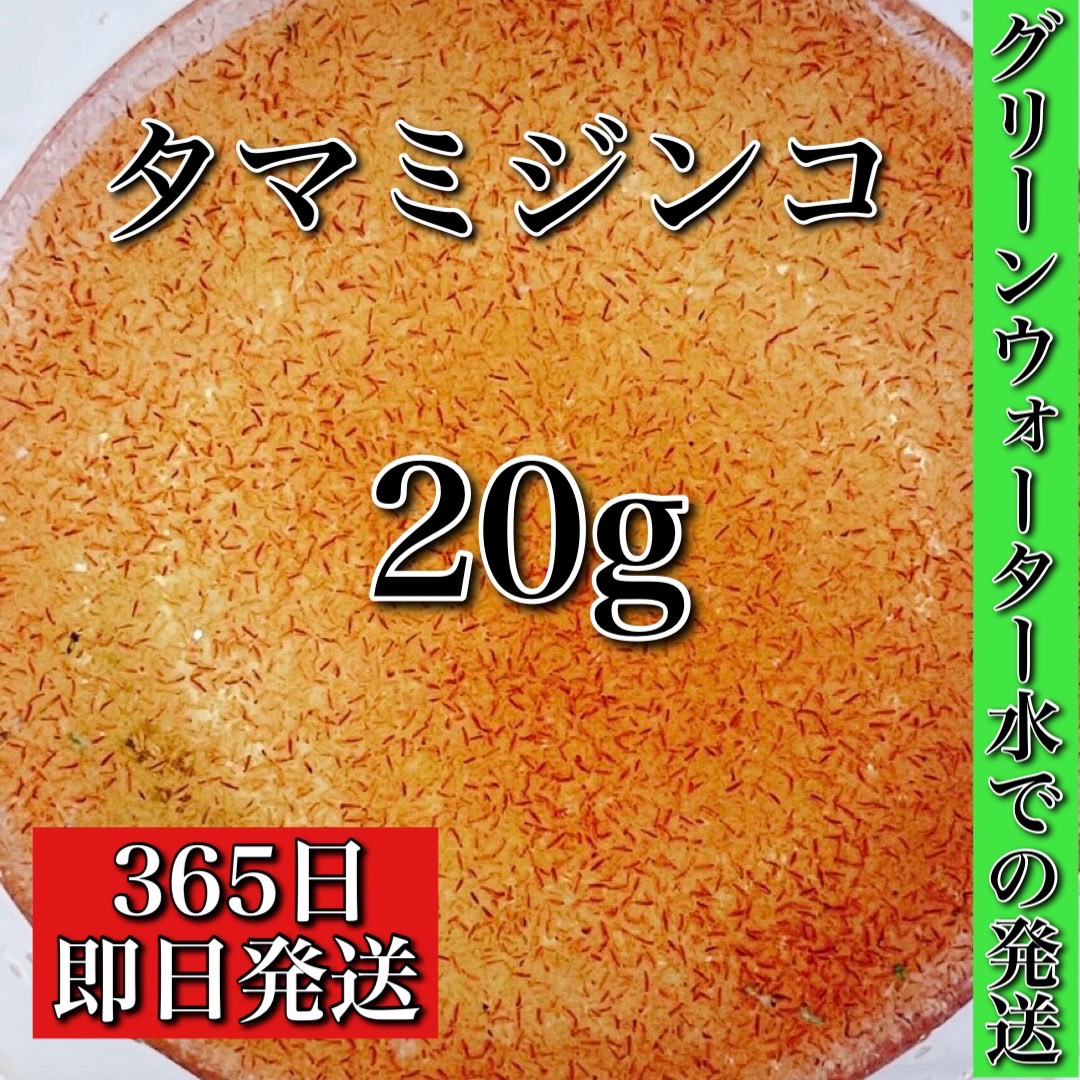 送料無料 ミジンコ タマミジンコ g グリーンウォーター水に入れての安心発送 めだかの餌に みじんこ ゾウリムシ めだか メダカ Psb 生クロレラ 金魚 熱帯魚