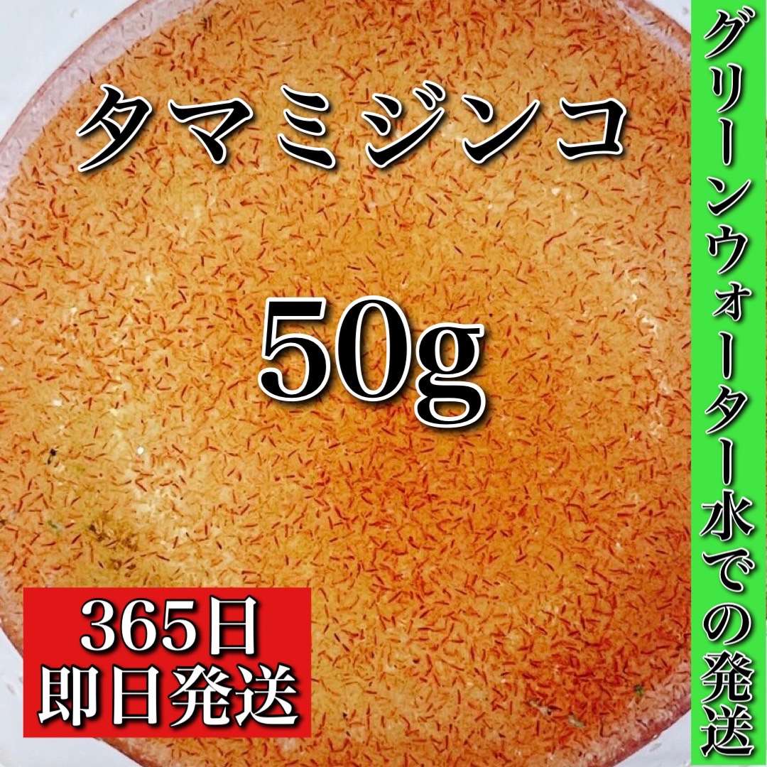 独特な店 ミジンコ タマミジンコ 50g グリーンウォーター水に入れての安心発送 めだかの餌に みじんこ ゾウリムシ めだか メダカ Psb 生クロレラ 金魚 熱帯魚