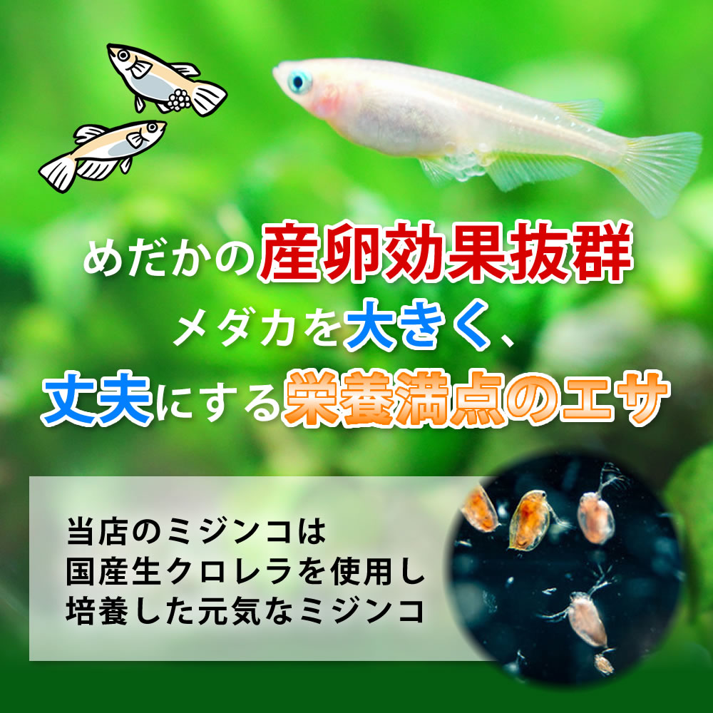 好評受付中 生餌 イトメ 輸入産 イトミミズ 糸目 １０ｇ 活餌