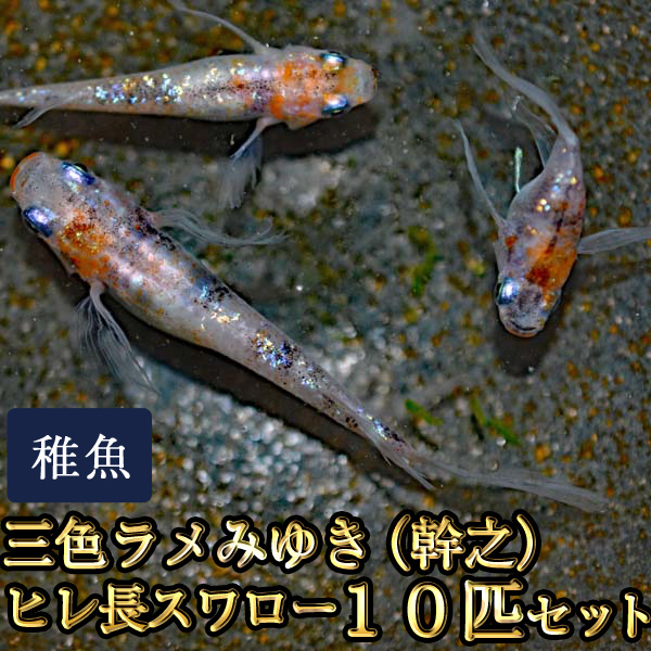 楽天市場 三色ラメみゆき 幹之 ヒレ長スワローめだか 虹色ラメ 未選別 稚魚 Ss Sサイズ 10匹セット 三色ラメみゆき 幹之 ヒレ長スワロー メダカ めだか物語楽天市場店