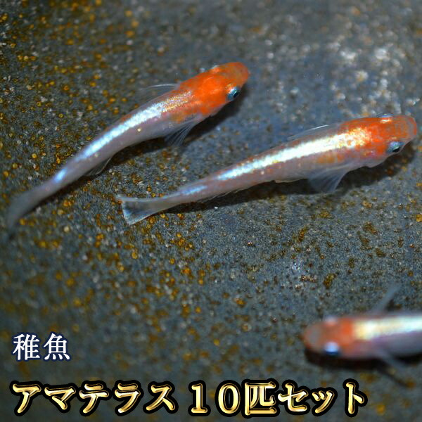 紅白★★体外光★★★画像現物発送★★★めだか★生体販売★★メダカ★★ 魁めだか』現物 紅白体外光 雄１雌３ No37 紅白体外光のオス