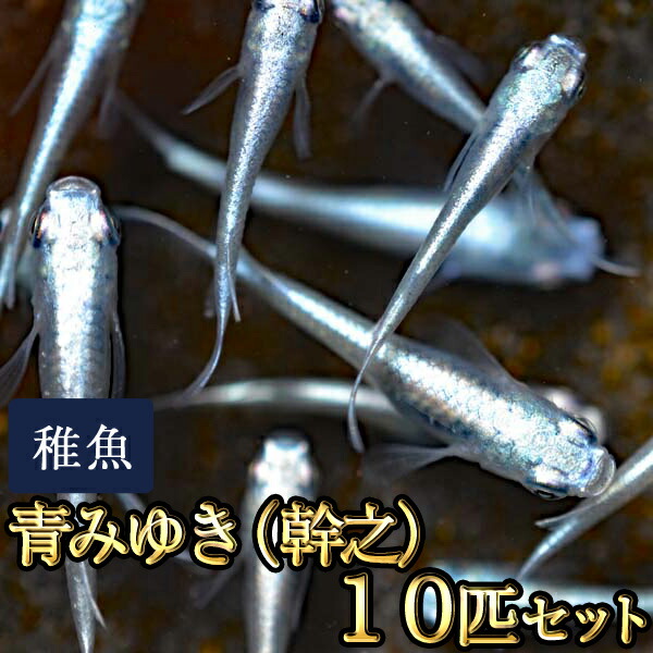 楽天市場 青みゆき 幹之 めだか 未選別 稚魚 Ss Sサイズ 10匹セット 鉄仮面血統 青みゆき 幹之 メダカ めだか物語楽天市場店