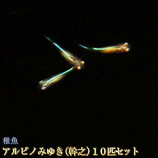 アルビノみゆき（幹之）めだか 未選別 稚魚 SS〜Sサイズ 10匹セット / アルビノみゆき（幹之）メダカ画像