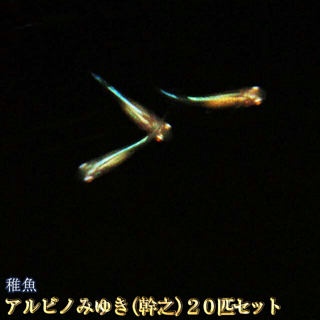 定休日以外毎日出荷中 ちゃまるメダカ 個数限定 竜章鳳姿 稚魚匹 無選別 Www iwearparts Com