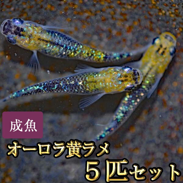 オーロライエローラメめだか 虹色ラメ 5匹書き割り オーロラ黄ラメメダカ Acilemat Com