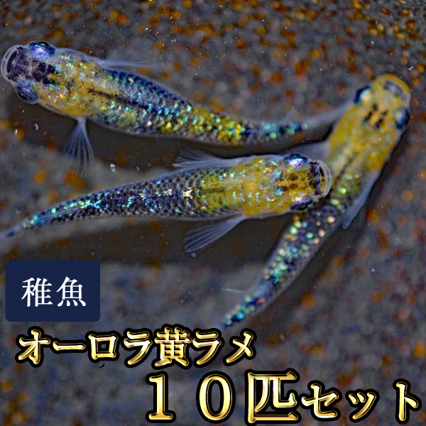 楽天市場 オーロラ黄ラメめだか 虹色ラメ 未選別 稚魚 Ss Sサイズ 10匹セット オーロラ黄ラメメダカ めだか物語楽天市場店 楽天市場 オーロラ黄ラメめだか 虹色ラメ 未選別 稚魚 Ss Sサイズ 10匹セット オーロラ黄ラメメダカ めだか物語楽天市場店