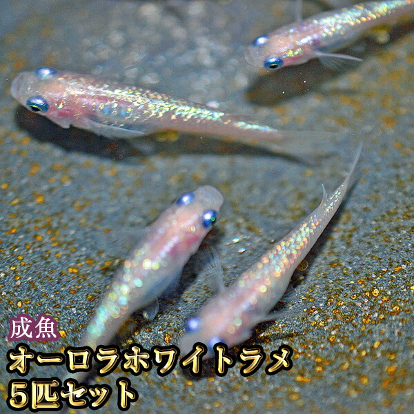 楽天市場】オーロラホワイトラメめだか 未選別 稚魚 SS〜Sサイズ 10匹セット / オーロラホワイトラメメダカ : めだか物語楽天市場店