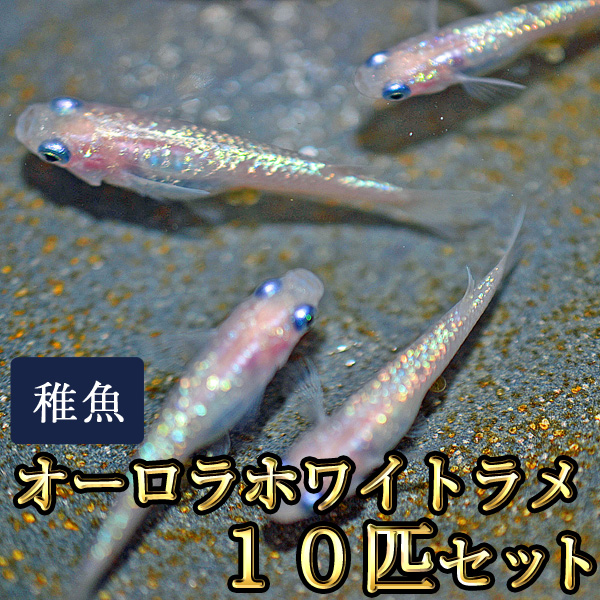 オーロラホワイトラメめだか 未選別 Ss Sサイズ 稚魚